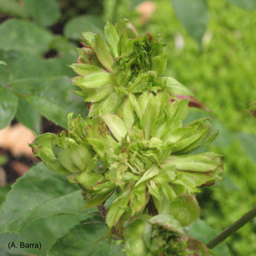 R-chinensis-viridiflora\