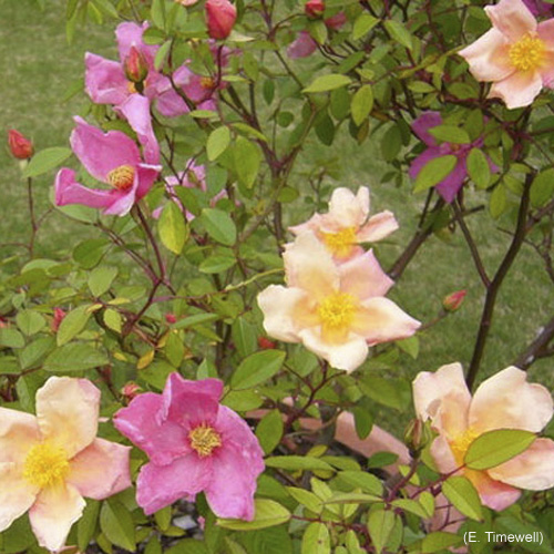 rosa chinensis mutabilis