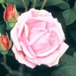 R. rugosa Conrad F. Meyer