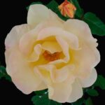 R. rugosa Dr. Eckener