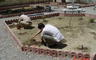 Kabul arrivo rose