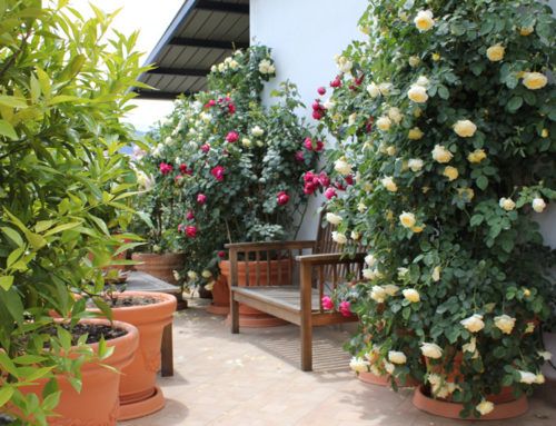 Come coltivare le Rose in vaso e sui terrazzi