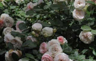 Kabul - Giardino