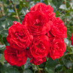 Scarlet Bonica