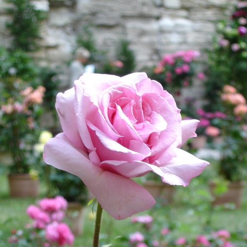 Abbaye de Valsaintes®