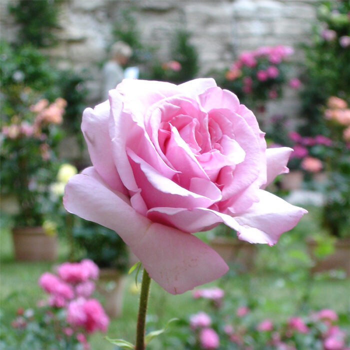 Abbaye de Valsaintes