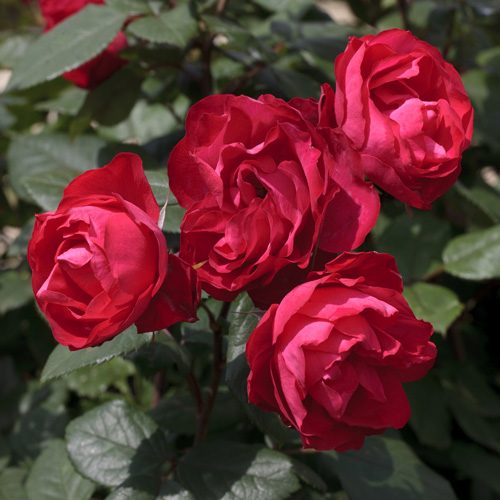 Cherry Bonica