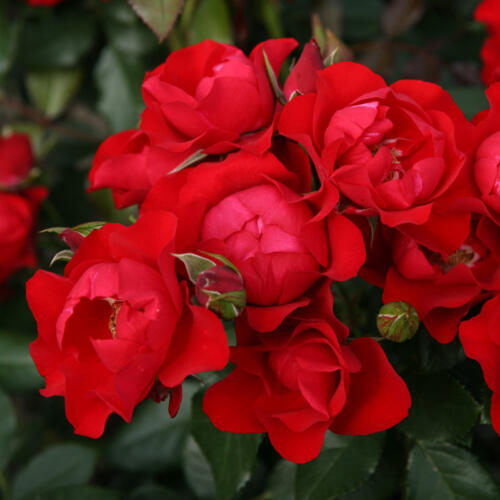 Black Forest Rose