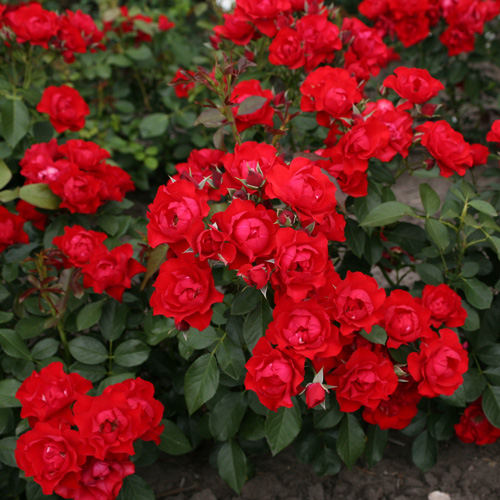 Black Forest