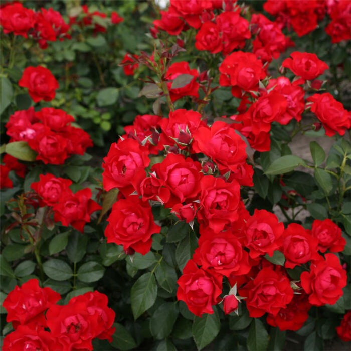 Black Forest Rose