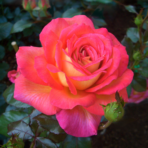 Parfum de Grasse