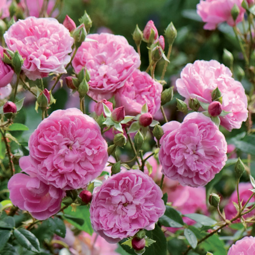 Harlow Carr