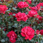 Rose du Cicr