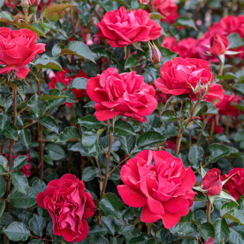 Rose du Cicr