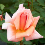 Mrs Sam McGredy sarmentosa