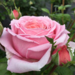 Paris Eiffel Jumping®