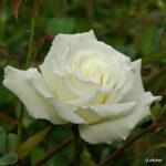 Mrs Herbert Stevens sarmentosa