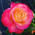 San Colombano Abate®