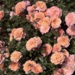Apricot Drift