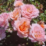 Apricot Drift