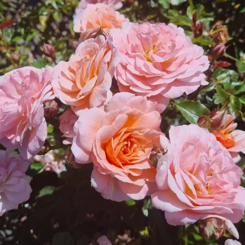 Apricot Drift