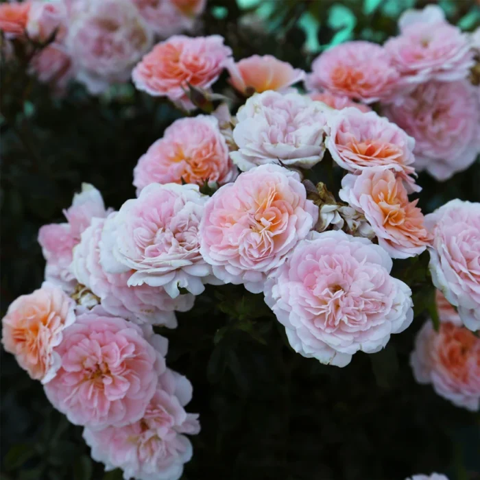 Apricot Drift