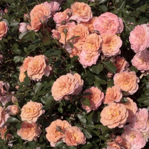 Apricot Drift